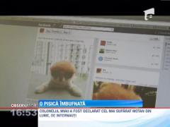 Cel mai suparat motan din lume