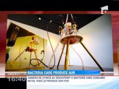 Oamenii de stiinta au descoperit o bacterie care consuma metal toxic si produce aur