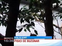 Cele mai mici feline din lume