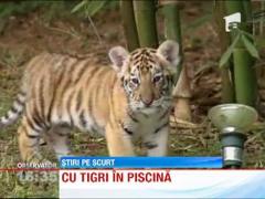 200 de dolari pentru o baie la piscina alaturi de tigru sau aligator