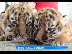 Pui de tigru mexicani