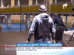 The Cranberries, concert la Romexpo