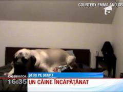 Cu cainele in patul matrimonial