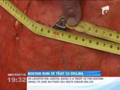 Bostani uriasi taiati cu drujba
