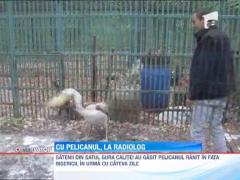 Cu pelicanul, la radiolog