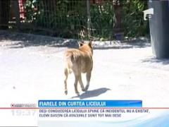 O profesoara din Brasov, la un pas sa fie sfasiata de un caine maidanez
