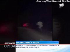 Trei elefanti s-au plimbat pe o autostrada din Statele Unite