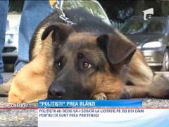 Caini dati afara din politie pentru ca sunt prea prietenosi