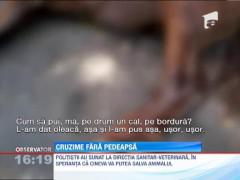 Iasi: Un cal a murit pe marginea drumului, dupa ce ar fi fost batut si abandonat de stapan