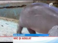 Un pui de hipopotam a fost prezentat la Gradina Zoologica din Mexic