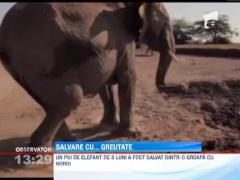 Kenya: Un pui de elefant de 8 luni a fost salvat dintr-o groapa cu noroi