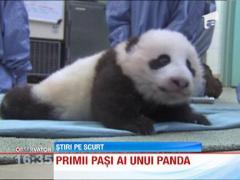 Primul control medical pentru un pui de panda de la gradina zoologica din San Diego
