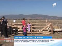 Ciobanii din Valea Jiului si Tara Hategului fac front comun impotriva invaziei oilor straine