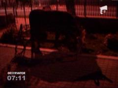 Cu taurul la plimbare prin Busteni