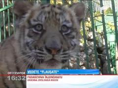 Doi pui de tigru siberian, noile atractii de la Zoo Ploiesti