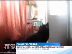 Pisicile imposibile - cele mai nereusite cascadorii ale unor feline in actiune