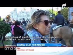 Madridul, invadat de oi!