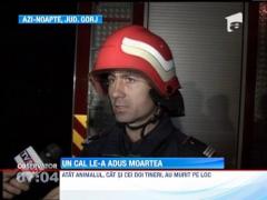 Un cal lasat de izbeliste pe o sosea din Gorj a bagat in pamant doi tineri care mergeau cu masina spre Caiova