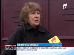 Elevii unei scoli din Sibiu au primit cornuri mucegaite si roase de soareci!