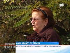 Bucurestenii din sectorul 3 pun mancare otravita pentru a scapa de cainii maidanezi