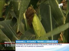 Cercetatorii americani: Culturile de banane le vor inlocui pe cele porumb, orez si cartofi din cauza incalzirii globale