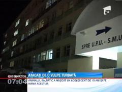 Atacati de o vulpe turbata