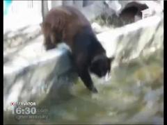 O pisica se cearta in oglinda