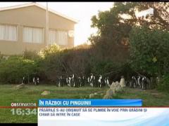 Un orasel din Africa de Sud a fost invadat de pinguini