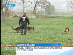 Un brasovean se mandreste cu o superba familie de 60 de caini din rasa Ciobanesc German