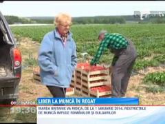 Marea Britanie va ridica, de la 1 ianuarie 2014, restrictiile de munca impuse romanilor si bulgarilo