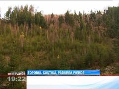 Statul roman pierde peste 2 miliarde de euro anual numai din cauza defrisarilor