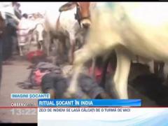Ritual socant in India! Zeci localnicii asteapta sa fie calcati in picioare de o turma de vaci