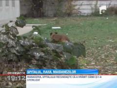Spitalul Gaesti a devenit crescatorie de caini maidanezi