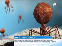 Oamenii si porcii devin din ce in ce mai asemanatori!