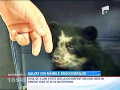 Pui de urs salvat  din mainile braconierilor