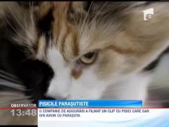 Pisicile parasutiste