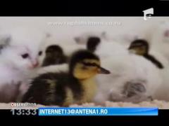 Boboci de rata vs pui de pisica