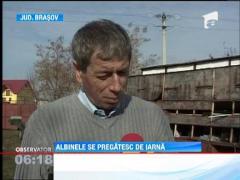 Albinele se pregatesc de iarna