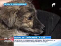 Scandal mare la poarta unui adapost de animale din Botosani!