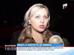 Bataie la adapostul de animale din Botosani