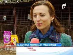 In ajutorul animalele fara stapan