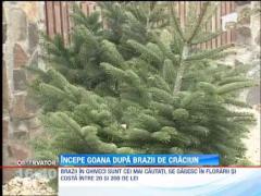 Incepe goana dupa brazii de Craciun