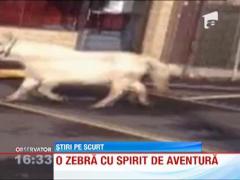 SUA: O zebra si un ponei au cutreierat mai multe strazi dintr-un oras