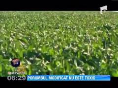 Porumbul modificat genetic nu este toxic