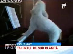 Un caine din Statele Unite canta la pian
