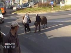 Presimtind ca-i vine sfarsitul, un porc de 200 de kilograme a tulit-o cat ai zice peste pe strazile orasului Baia Mare