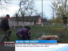 Arad: Patru barbati s-au chinuit sa rapuna un porc urias