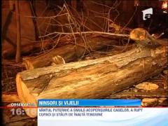 Iarna a inceput vijelios! Sudul si estul tarii au fast maturate de un vant puternic