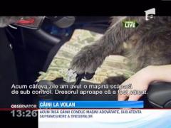 Trei caini din Noua Zeelanda fac istorie: Patrupedele au invatat sa conduca singure masina!