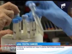 Ciupercile ar putea fi cheia vindecarii bolnavilor de cancer